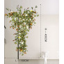 IQ4612 GINKGO LEAF GLASS LED PENDANT LIGHT