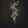 IQ4613 BRANCH LEAF SHAPE LED HANGING LIGHT