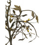 IQ4642 ORNAMENTAL OLIVE