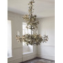 IQ4643 SPRING OAK TREE