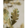 IQ4643 SPRING OAK TREE