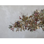 IQ4645 FLORAL RIVER