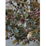 IQ4645 FLORAL RIVER