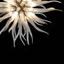 IQ3583 MEDUSA BY SIMONE CENEDESE CEILING LIGHT