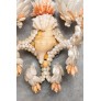 IQ3746 PAIR OF CUSTOM SHELL TWO-LIGHT ELECTRIFIED SCONCES