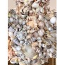 IQ3752 PALM BEACH STYLE SEASHELL SHELL ENCRUSTED 6 ARM CHANDELIER