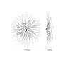 IQ4206 DANDELION HANA MEDIUM