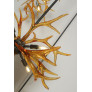 KA1900 LUCITE ANTLERS