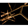 PS2779 TWIG