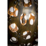 PS2792 DORATASPIS LORICATA