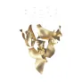 PS1545 THAWFLUX CHANDELIER