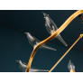 QZ0341 DOVE CHANDELIER