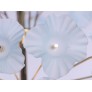 KA1831 Hibiscus