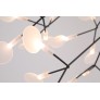AM1705 HERACLEUM
