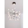 AM1705 HERACLEUM