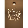 AM1705 HERACLEUM
