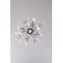 AM1705 HERACLEUM