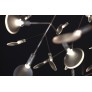 AM1705 HERACLEUM