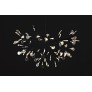 AM1705 HERACLEUM
