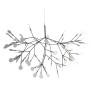 AM1705 HERACLEUM