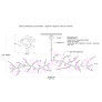 WM2128 LUCIA CHANDELIER