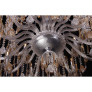 PS1702 ANTOINETTE CHANDELIER 24L