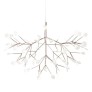 AM1705 HERACLEUM