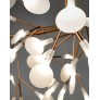 AM1705 HERACLEUM