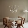 AM1705 HERACLEUM