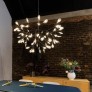 AM1705 HERACLEUM