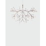 AM1705 HERACLEUM