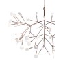 AM1705 HERACLEUM